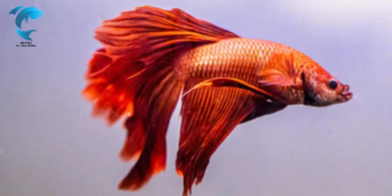 veil tail betta