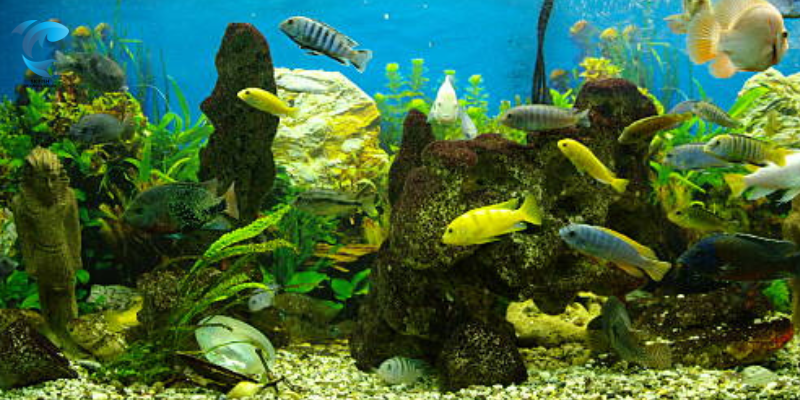 water temperature for african cichlids