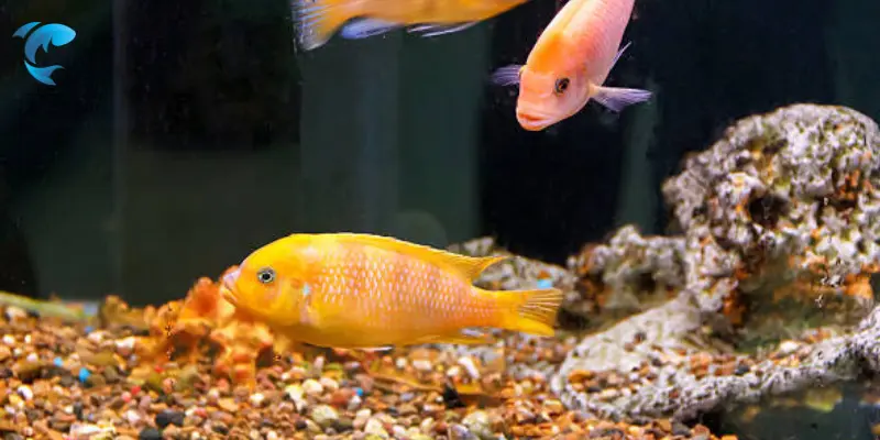 water temperature for cichlid fish