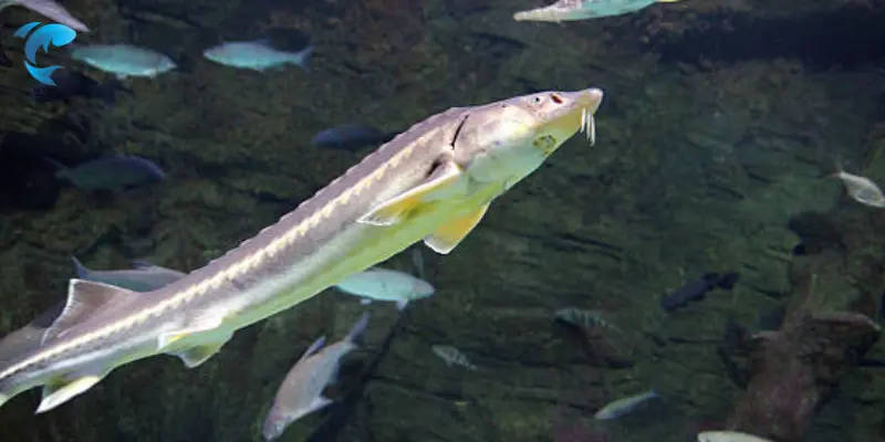 white Sturgeon
