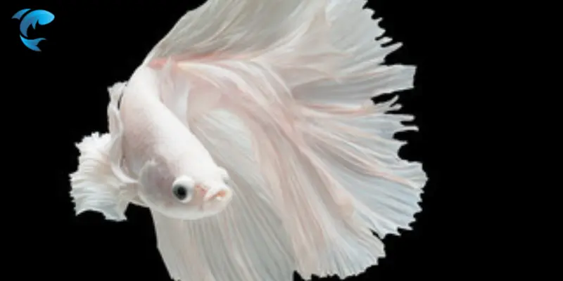 white betta