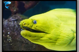 The Secret Life of The Green Wolf Eel | Saltwater Specie