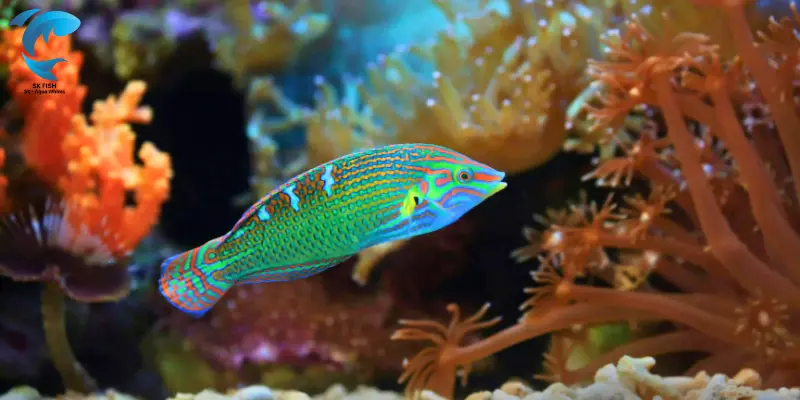 wrasse