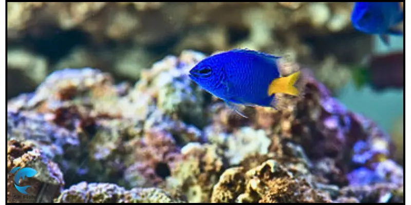 yellowtail blue damselfish